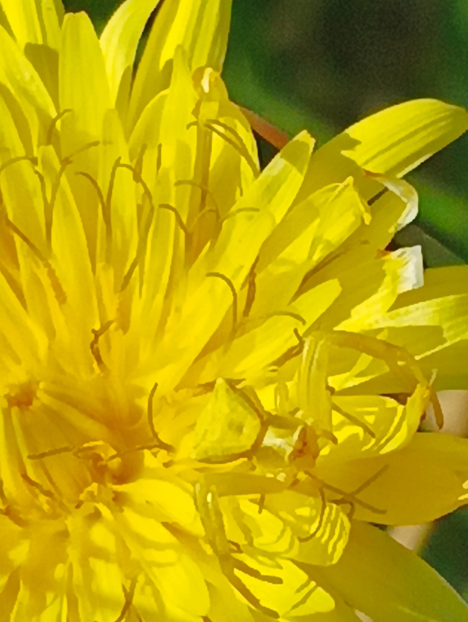 Macchia mediterranea